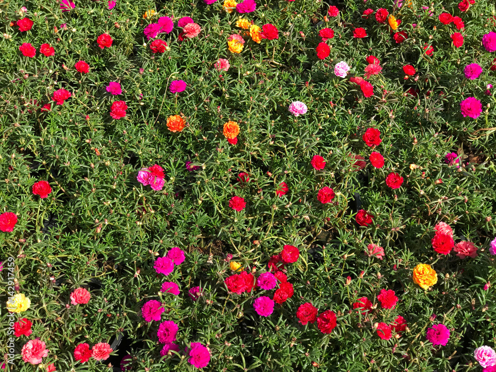 Colorful garden of Portulaca grandiflora (Verdolaga, Pigweed, Little Hogweed,Pusley, Moss rose)