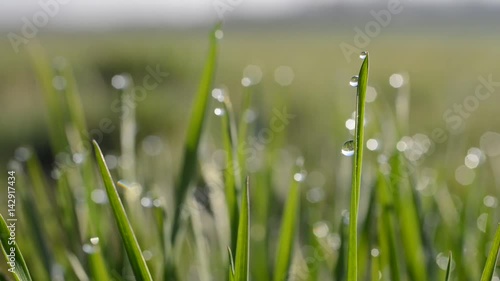Fresh green spring grass with dew drops closeup. 