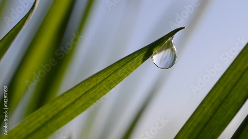Fresh green spring grass with dew drops closeup. 
