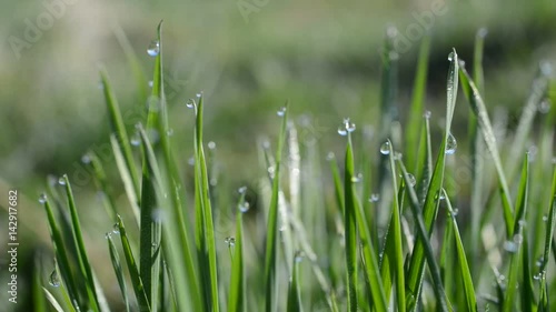 Fresh green spring grass with dew drops closeup. 