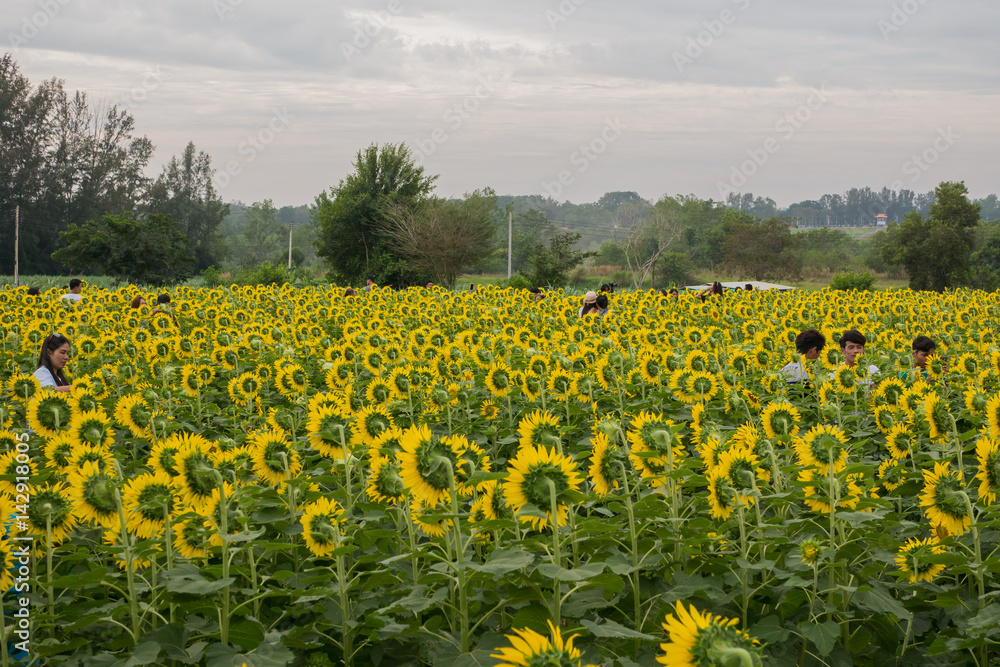 December 5, 2016 holiday Sunflower in park Inkumphuttana Rayong City, Thailand. December 5, 2016 holiday Sunflower in park Inkumphuttana Rayong City, Thailand.