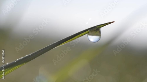 Fresh green spring grass with dew drops closeup. 