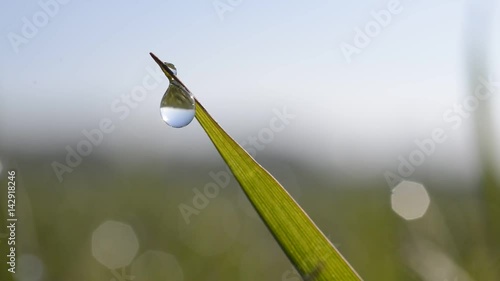 Fresh green spring grass with dew drops closeup. 
