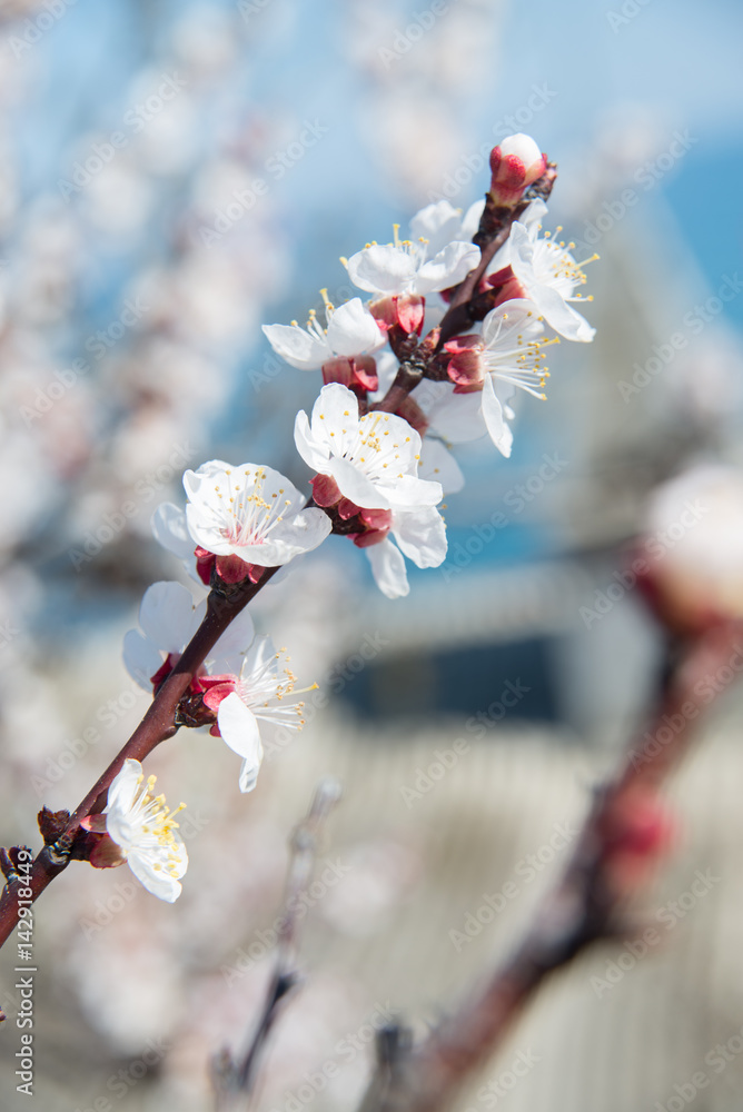 Blossoms over blurred nature background. Spring flowers.Spring background with blue bokeh Blossoms over blurred nature background. Spring flowers.Spring background with blue bokeh