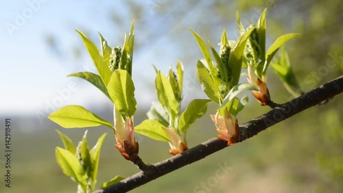 Spring branch tree close up. Natural background.