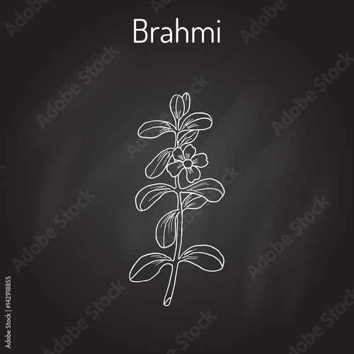 Brahmi Bacopa monnieri or waterhyssop