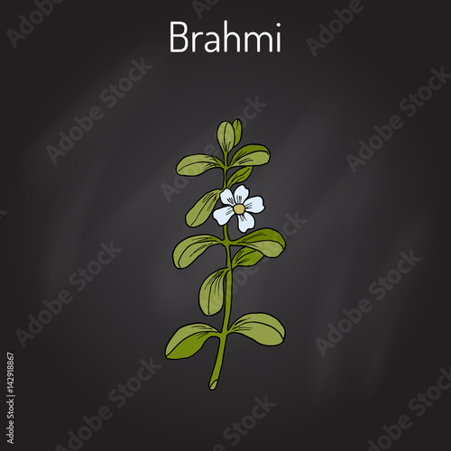 Brahmi Bacopa monnieri or waterhyssop