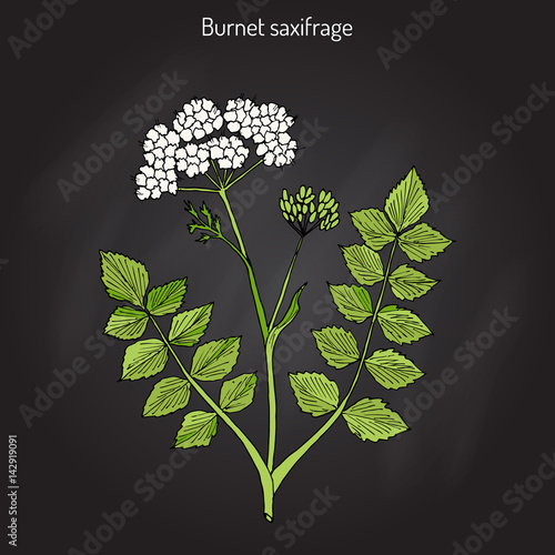 Solidstem burnet saxifrage Pimpinella saxifraga - medicinal plant