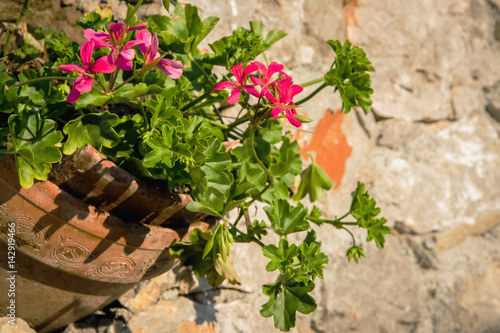 Fototapeta Naklejka Na Ścianę i Meble -  Retro image of a ceramic vase with geraniums in a stone wall