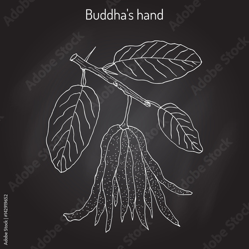 Fingered citron , Citrus medica , or Buddha s hand - exotic fruit