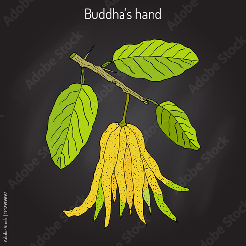 Fingered citron , Citrus medica , or Buddha s hand - exotic fruit