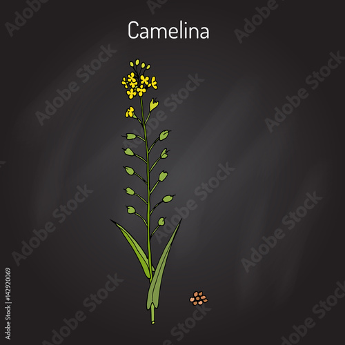Camelina sativa or gold-of-pleasure, or false flax, flowering oil plant