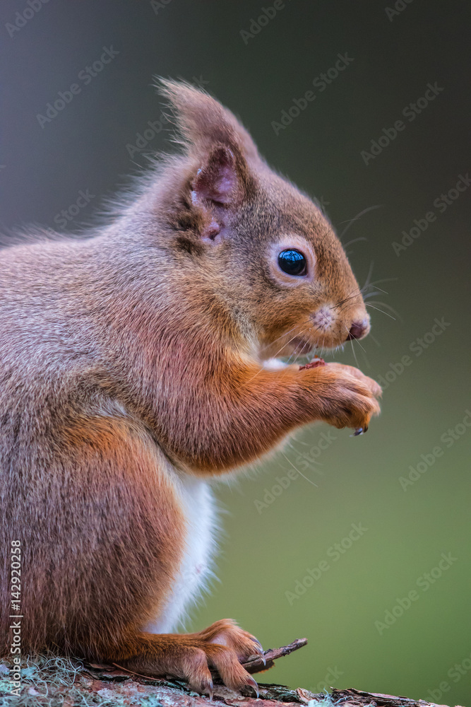 Red Squirrel (sciurus vulgaris) sitting on a log eating Red Squirrel (sciurus vulgaris) sitting on a log eating