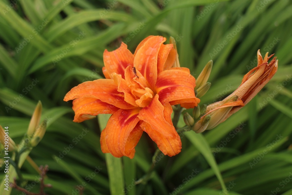 orange lily orange lily