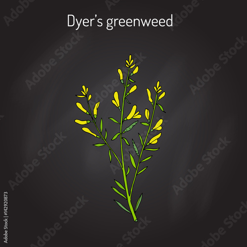 Dyer s greenweed or dyer s broom Genista tinctoria , medicinal plant