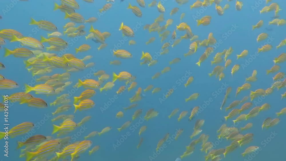 Sardine School in the Red Sea Sardine School in the Red Sea