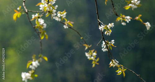 Waldblumen im Frühling © UrbanExplorer