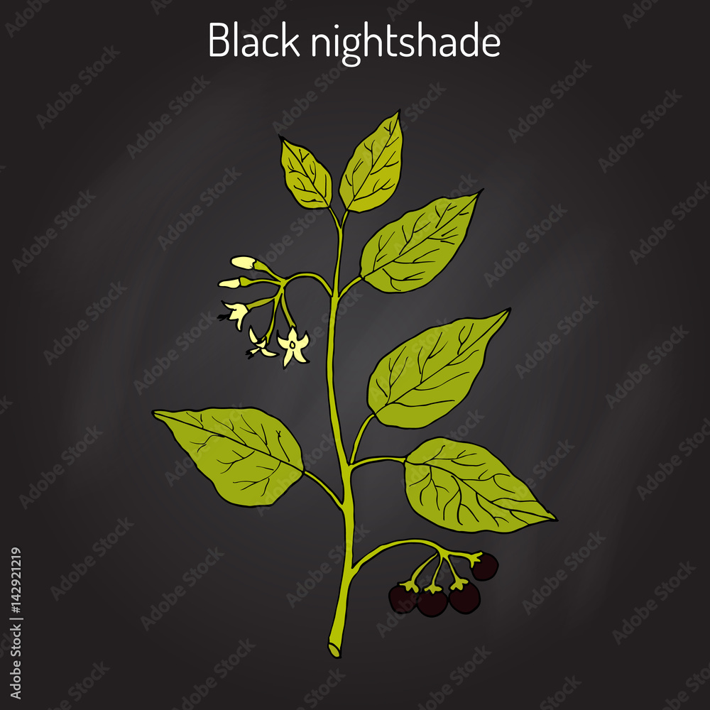 European black nightshade Solanum nigrum or duscle, garden huckleberry