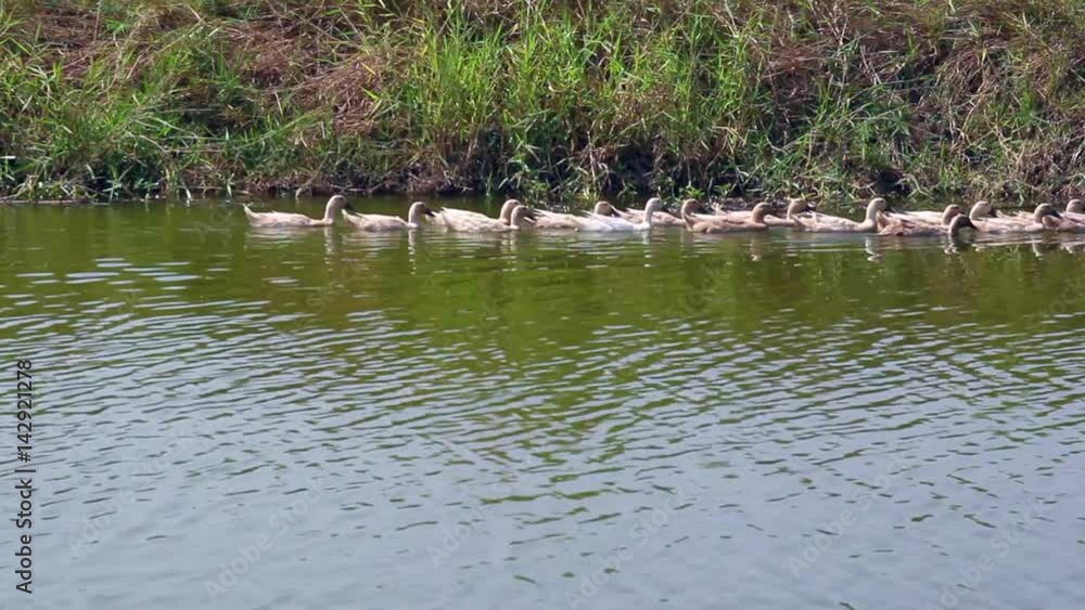 The ducks are looking food and playing the water. The ducks are looking food and playing the water.