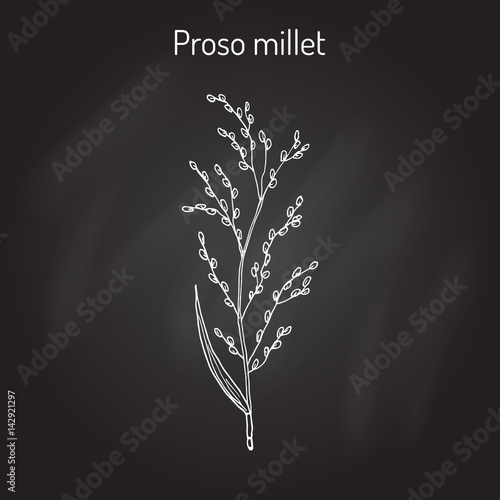 Proso millet Panicum miliaceum 