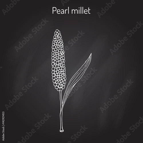 Pearl millet Pennisetum glaucum , cereal crop