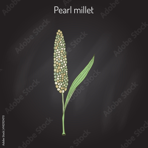Pearl millet Pennisetum glaucum , cereal crop