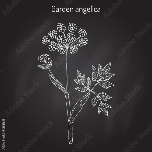 Garden angelica Angelica archangelica , or wild celery