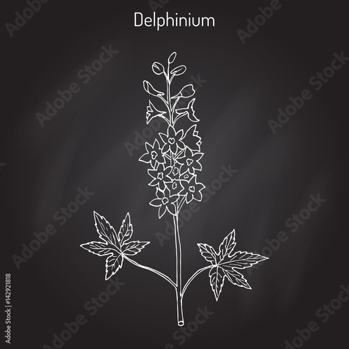 Alpine delphinium Delphinium elatum , or candle larkspur - ornamental and medicinal plant