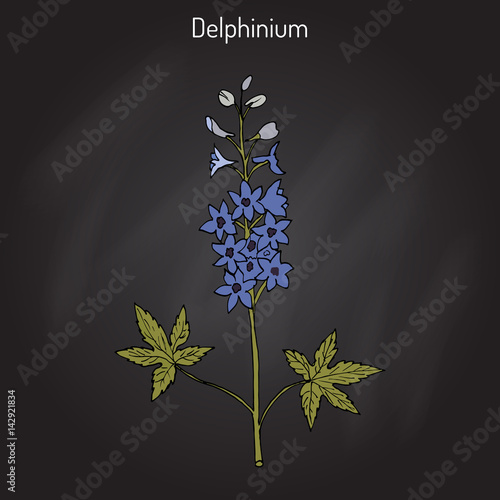 Alpine delphinium Delphinium elatum , or candle larkspur - ornamental and medicinal plant