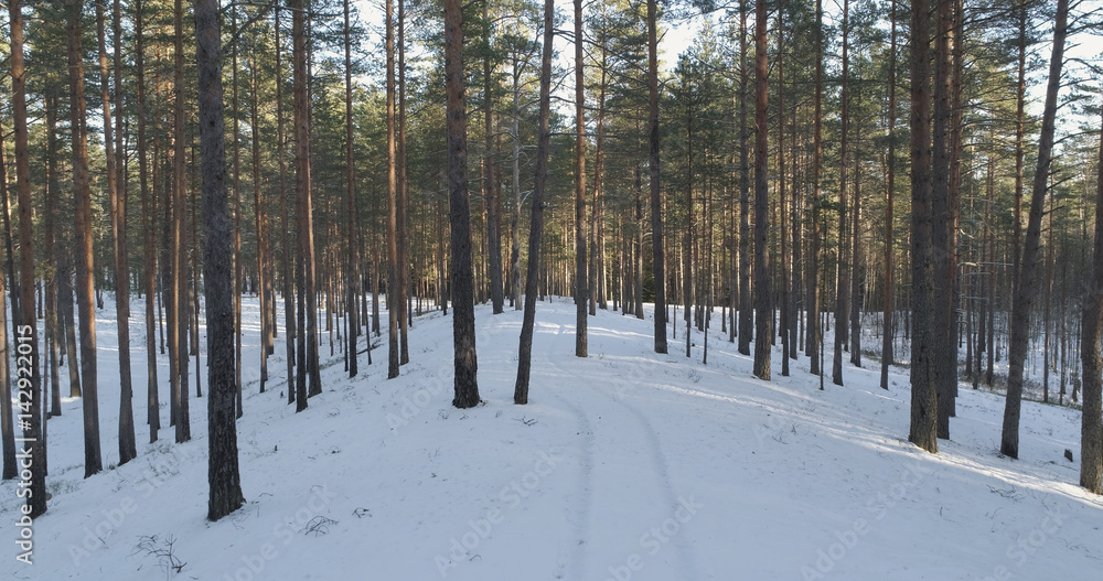fly in winter pine forest in daytime, 4k aerial photo fly in winter pine forest in daytime, 4k aerial photo