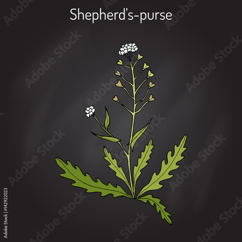 Shepherd s purse Capsella bursa-pastoris , medicinal herb