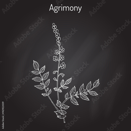 Medicinal plant - common agrimony agrimonia eupatoria 