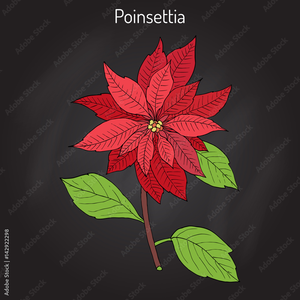 Poinsettia Euphorbia pulcherrima , Christmas star