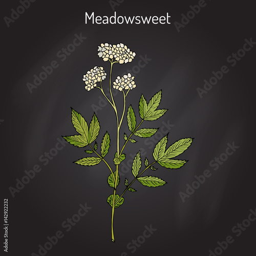 Meadowsweet Filipendula ulmaria , medicinal plant photo
