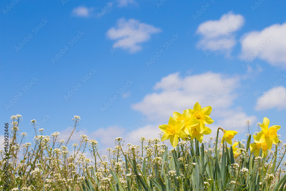 Obraz premium 那須の花