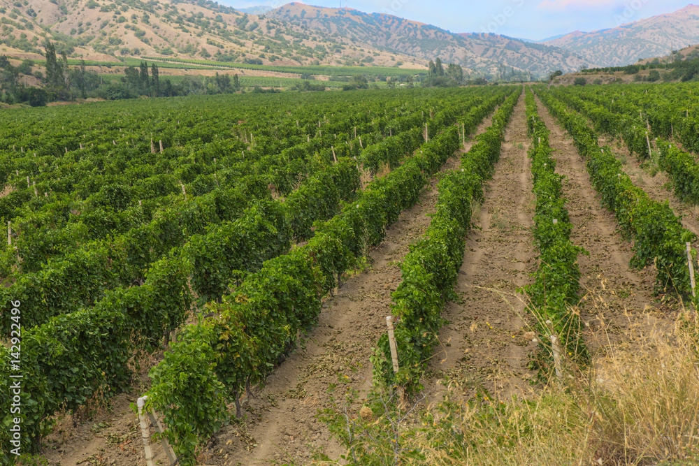  vineyard against mountains