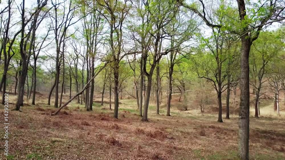 Tracking Shot Through Spring Forest POV 4K Drone Shot. Italy, Europe Tracking Shot Through Spring Forest POV 4K Drone Shot. Italy, Europe