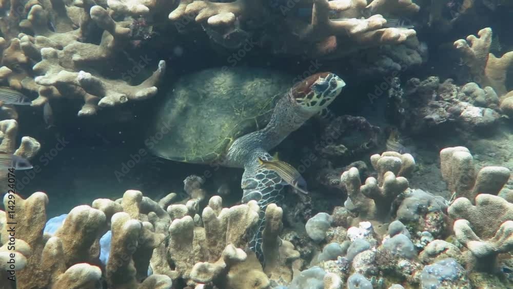 Hawksbill sea turtle current on coral reef island Bal Hawksbill sea turtle current on coral reef island Bal