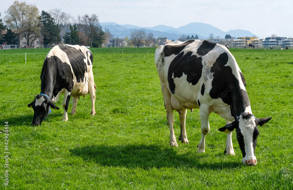 Milchkuh auf der Weide