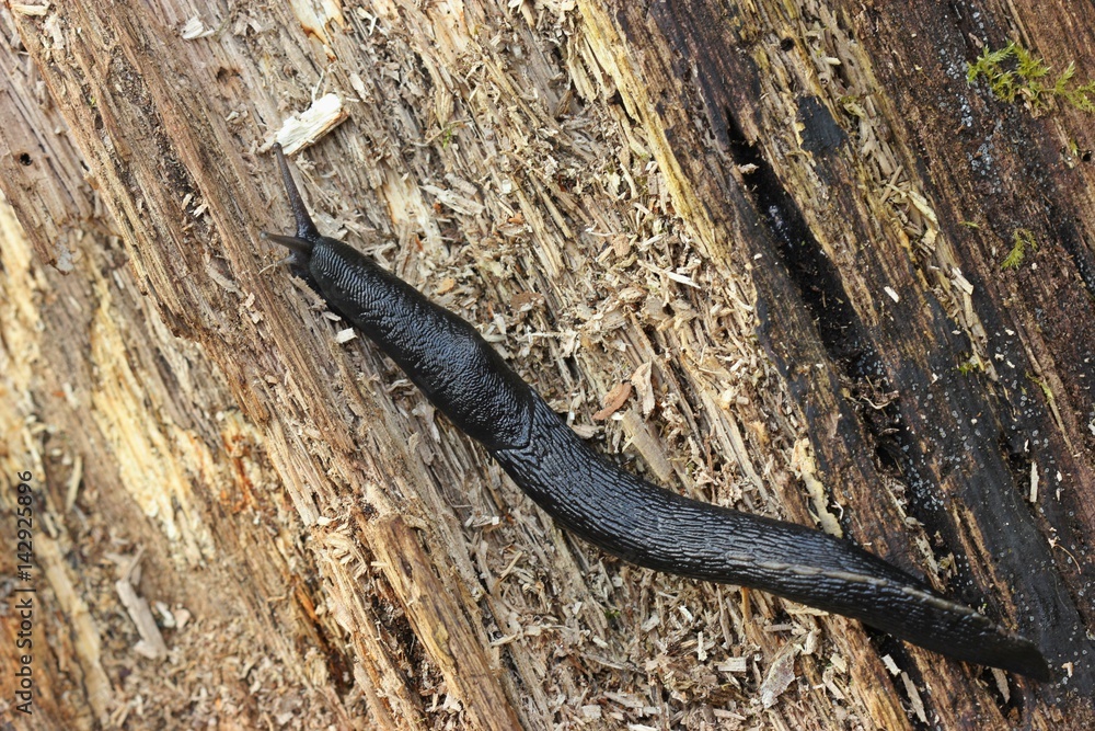 Fototapeta premium Schwarzer Schnegel (Limax cinereoniger)