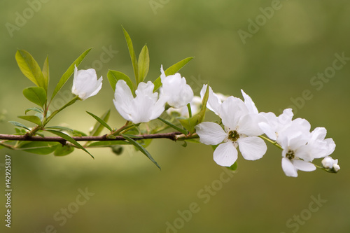 Exochorda x macrantha 'The Bride' flowers. Beautiful white spring blossom on Chinese shrub known as pearl bush, in the family Rosaceae photo