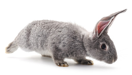 One gray rabbit.