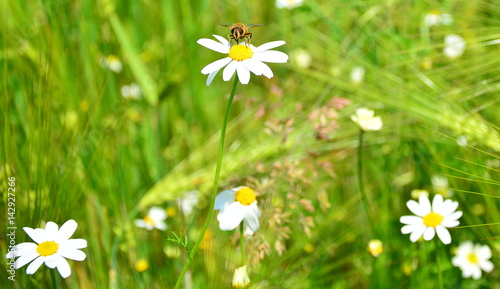 meadow flowers daisy 