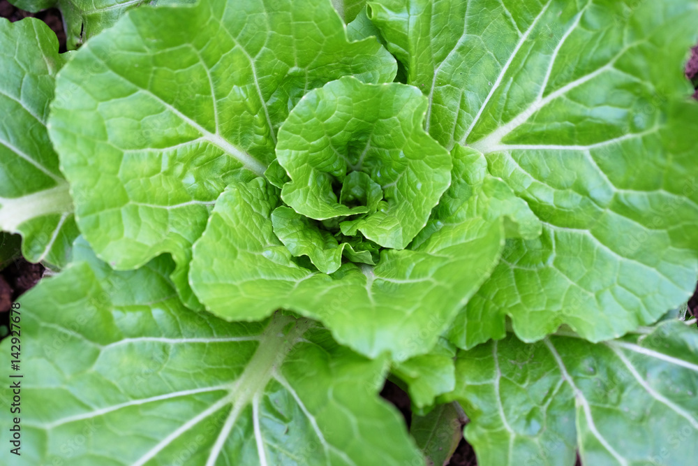 fresh chinese cabbage fresh chinese cabbage