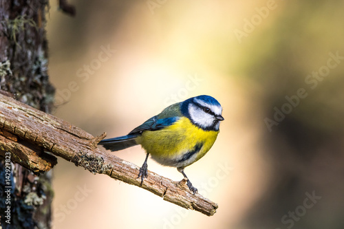 Blue Tit (Cyanistes caeruleus)