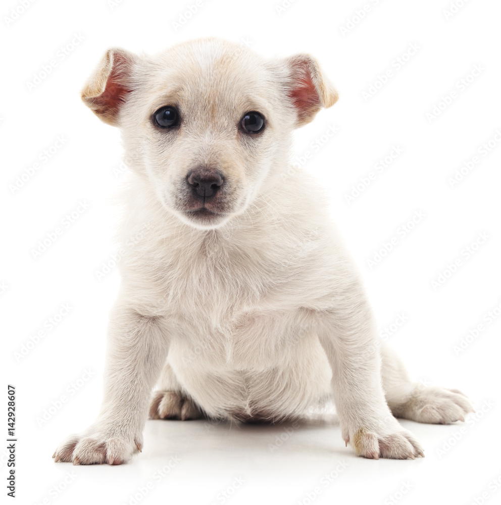 White puppy. White puppy.