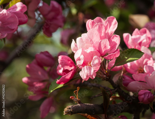 Pink crabapple flowers