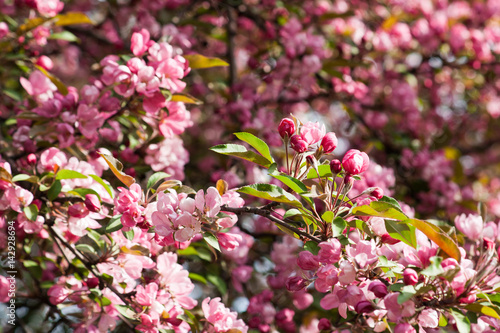 Pink crabapple flowers