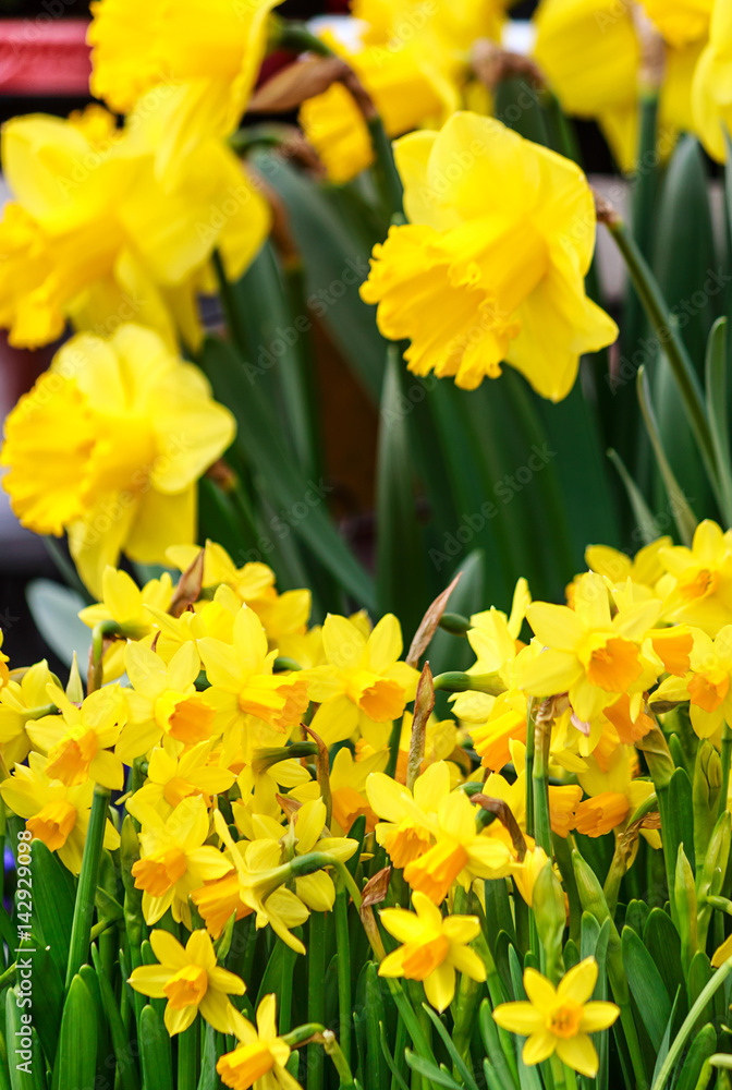 Osterglocken StockFoto Adobe Stock
