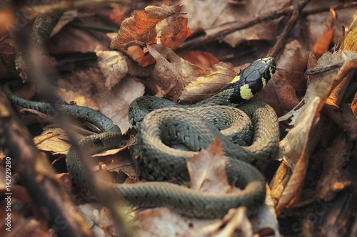 Grass Snake - Natrix Natrix photo